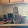 Mamba joined the competition — help win amazing prizes! cat, tabby, kitchen, counter, coffee_maker, container, packet, wooden_cabinet, appliance, domestic_animal, pet, feline, indoor, sitting, looking_at_camera, household, food_item, wall, switch, fridge