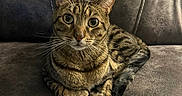 Mamba joined the competition — help win amazing prizes! animal, cat, couch, cozy, cute, domestic, ears, eyes, feline, fur, home, indoor, leather, looking, pet, relaxed, sitting, stitching, tabby, whiskers