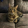 animal, cat, couch, cozy, cute, domestic, ears, eyes, feline, fur, home, indoor, leather, looking, pet, relaxed, sitting, stitching, tabby, whiskers