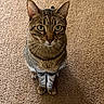 cat, tabby, pet, animal, feline, curious, sitting, carpet, indoor, whiskers, ears, looking_up, eyes, fur, domestic_animal, cute, mammal, portrait, alert, companion