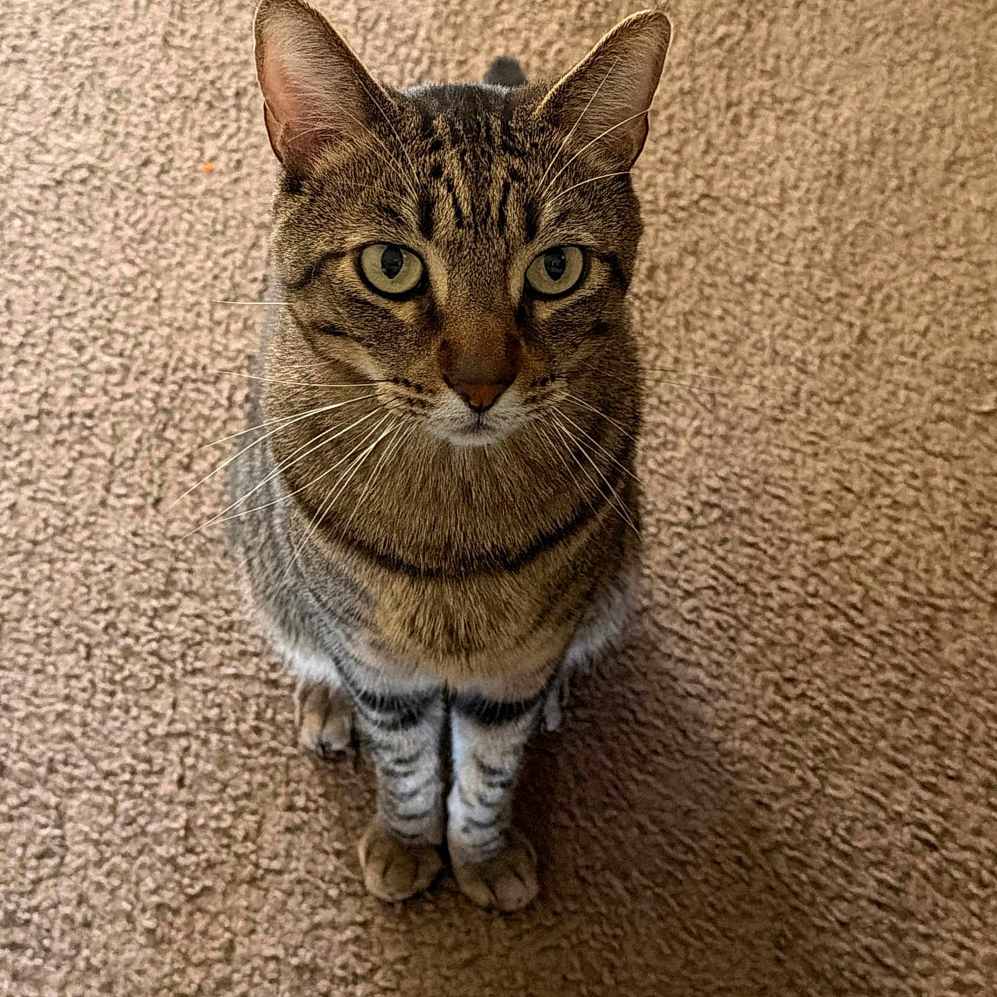 Mamba is registered to the contest to win money with this photo: cat, tabby, pet, animal, feline, curious, sitting, carpet, indoor, whiskers, ears, looking_up, eyes, fur, domestic_animal, cute, mammal, portrait, alert, companion