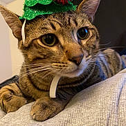 Mamba joined the competition — help win amazing prizes! animal, cat, christmas_hat, close_up, cozy, curious, cute, domestic_cat, ears, face, festive, fur, gray_sweater, holiday, indoor, pet, pom_poms, resting, tabby_cat, whiskers