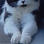 cat, black_and_white, fur, animal, pet, whiskers, paws, indoor, closeup, mammal, cute, feline, resting, eyes, portrait, domestic_animal, quiet, calm, soft, fur_texture