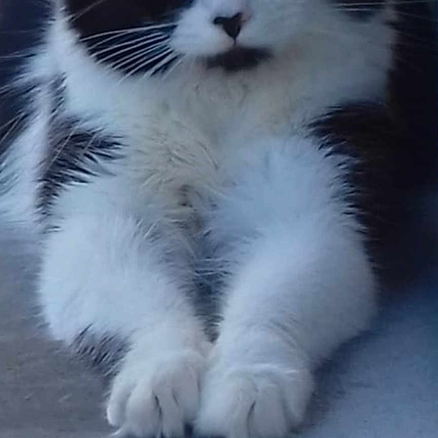Djungle participe au concours pour gagner de l'argent avec cette photo : animal, black_and_white, calm, cat, closeup, cute, domestic_animal, eyes, feline, fur, fur_texture, indoor, mammal, paws, pet, portrait, quiet, resting, soft, whiskers