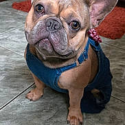 Cash is registered to the contest to win money with this photo: dog, french_bulldog, pet, indoor, tile_floor, denim_overalls, ears, brown_dog, cute, animal, canine, looking_up, floor, domestic, companion, mammal, portrait, kitchen, red_rug, wooden_cabinet