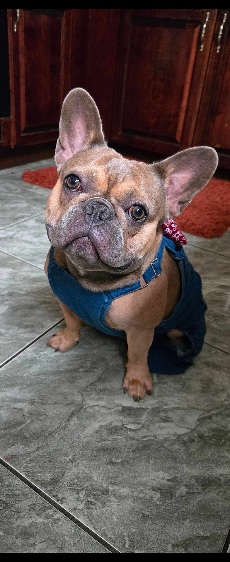Cash is registered to the contest to win money with this photo: dog, french_bulldog, pet, indoor, tile_floor, denim_overalls, ears, brown_dog, cute, animal, canine, looking_up, floor, domestic, companion, mammal, portrait, kitchen, red_rug, wooden_cabinet