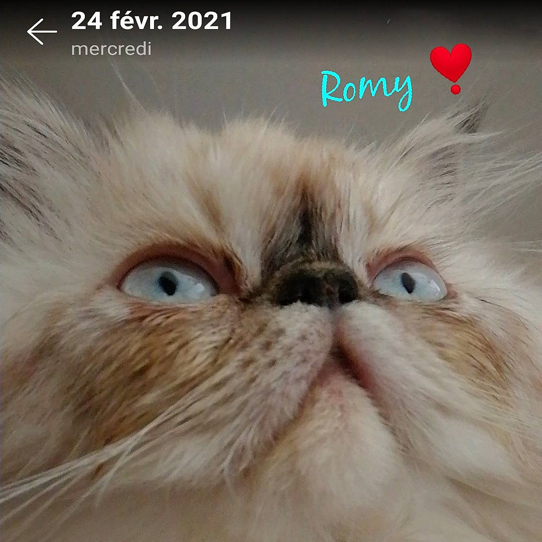 Romy a rejoint le concours — aidez-le/la à gagner de superbes lots ! carnivore, cat, close_up, felidae, font, fur, happy, paw, photo_caption, plant, small_to_medium_sized_cats, snout, terrestrial_animal, whiskers, wildlife
