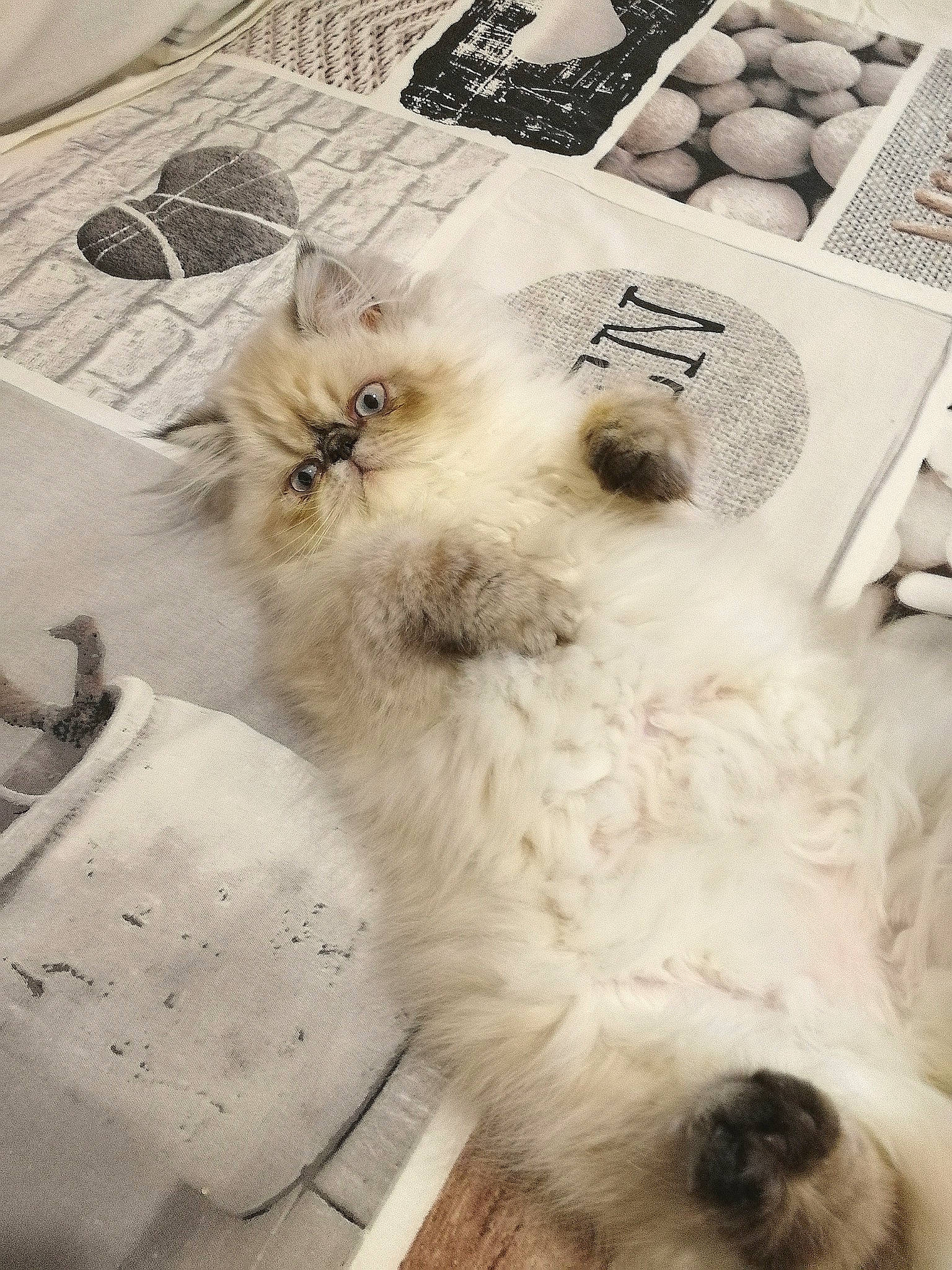 Romy a rejoint le concours — aidez-le/la à gagner de superbes lots ! carnivore, companion_dog, dog, dog_breed, font, fur, natural_foods, non_sporting_group, snout, terrestrial_animal, terrier, toy_dog, whiskers, white, working_animal