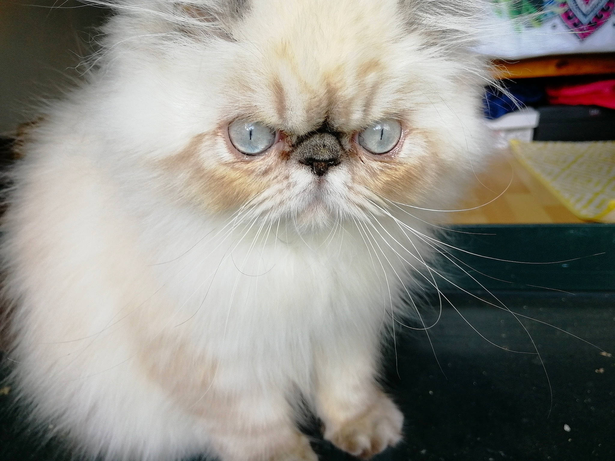 Romy a rejoint le concours — aidez-le/la à gagner de superbes lots ! carnivore, cat, eye, fawn, felidae, fur, grass, iris, persian, plant, sitting, small_to_medium_sized_cats, snout, whiskers