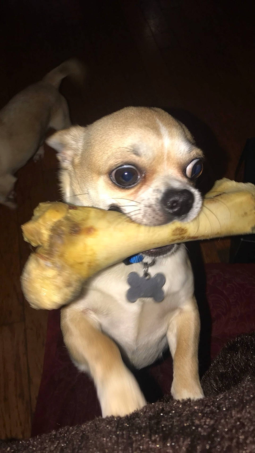 Banjo is registered to the contest to win money with this photo: animal, beagle, bulldog, canine, chihuahua, cockerspaniel, dog, face, frenchbulldog, head, hound, papillon, person, pet, photography, portrait, pug, puppy, snout, toy