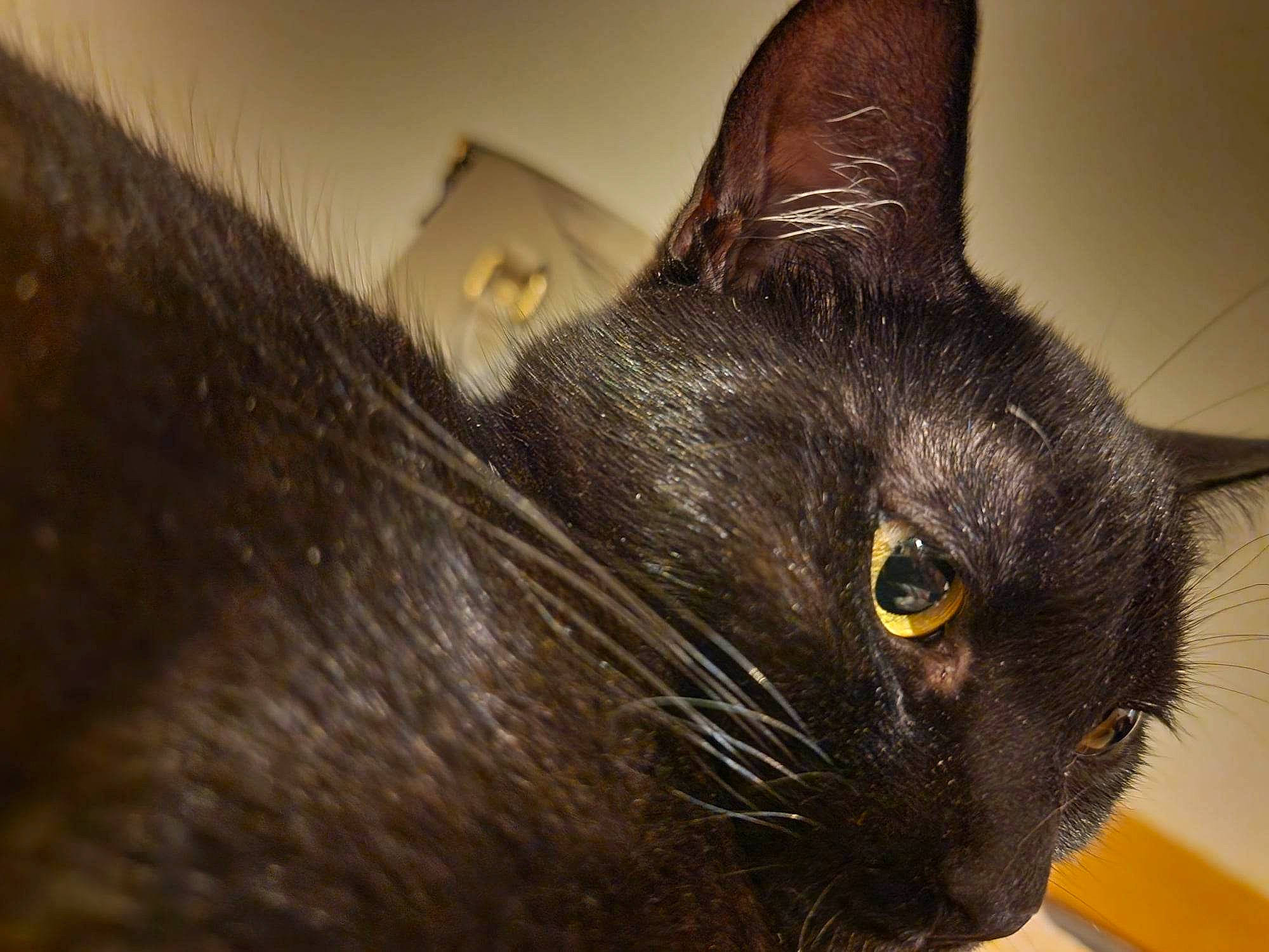 Mystère participe au concours pour gagner de l'argent avec cette photo : black_cat, bombay, carnivore, cat, domestic_short_haired_cat, felidae, fur, havana_brown, small_to_medium_sized_cats, snout, terrestrial_animal, whiskers