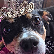 Mona joined the competition — help win amazing prizes! dog, close_up, tiara, crown, pet, muzzle, nose, eyes, whiskers, indoor, sofa, blanket, portrait, rhinestones, cute, funny, animal, screenshot, headshot, candid