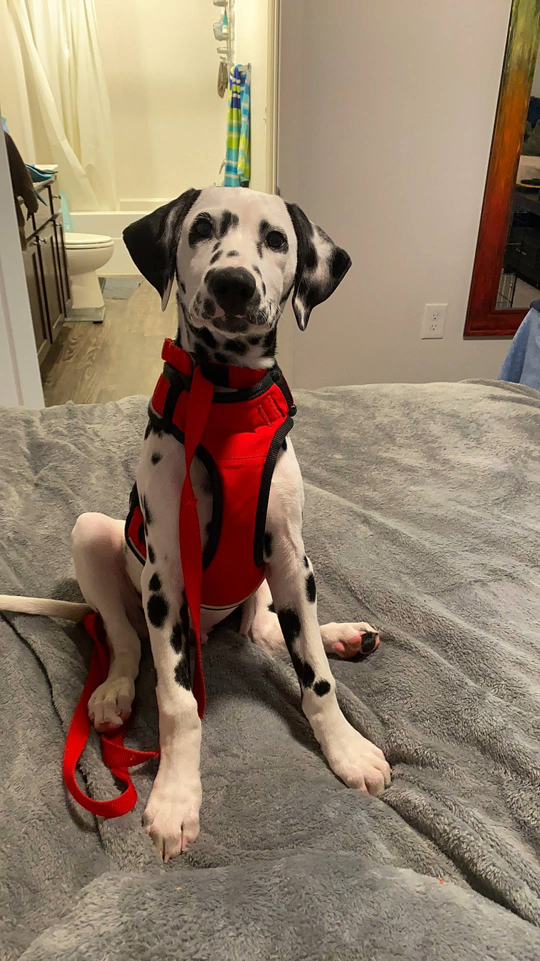 Huckleberry is registered to the contest to win money with this photo: canidae, carmine, carnivore, collar, comfort, companion_dog, dalmatian, dog, dog_breed, dog_clothes, dog_collar, dog_supply, fawn, flooring, personal_protective_equipment, pet_supply, snout, sporting_group, tail, working_animal