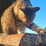 animal, blue_sky, brown, cat, closeup, daylight, fur, ledge, mammal, nature, outdoor, paw, pet, relaxing, stone, stretching, sunlight, tabby_cat, tree, whiskers