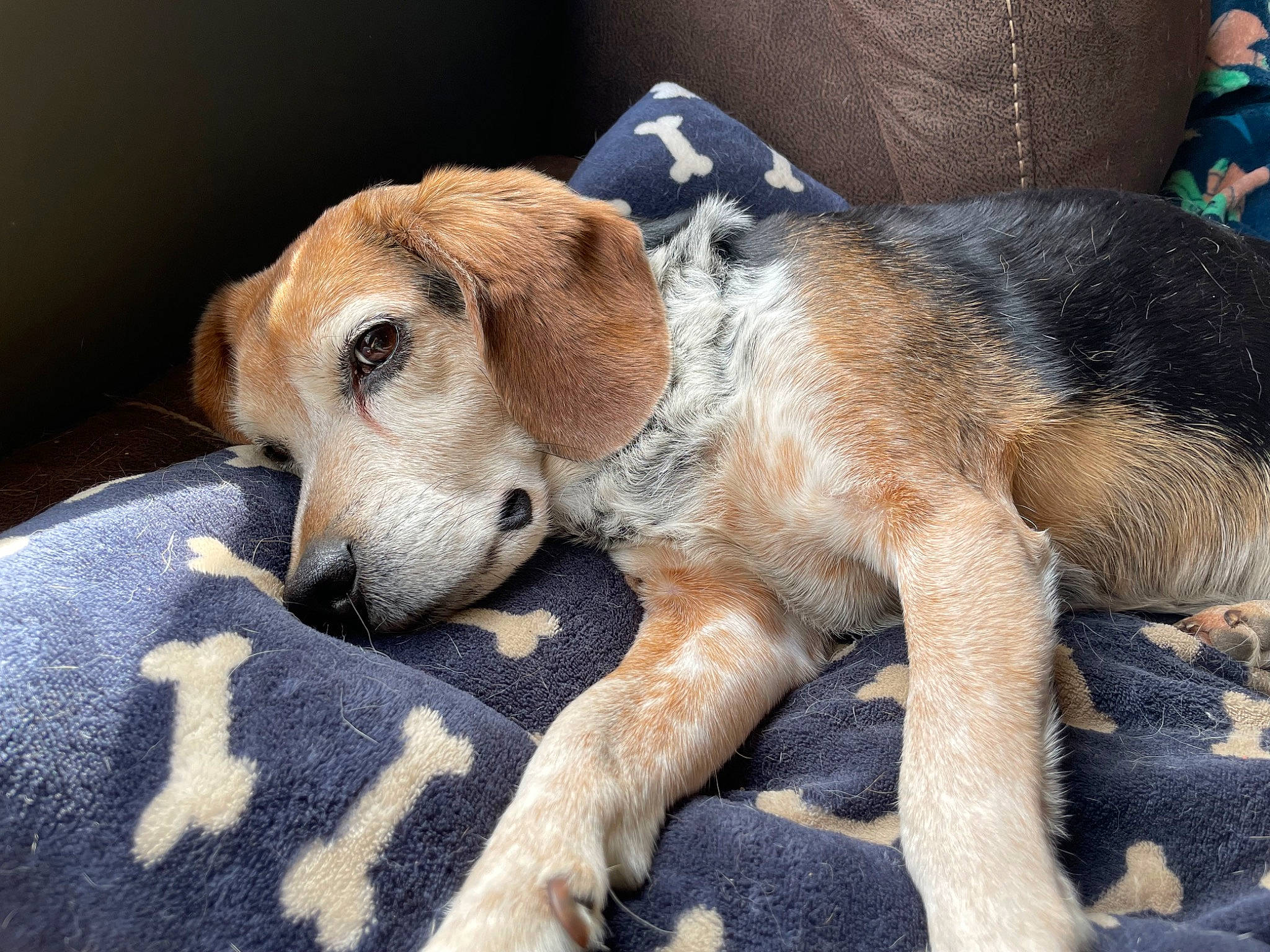 Hank joined the competition — help win amazing prizes! canidae, carnivore, comfort, companion_dog, dog, dog_breed, dog_supply, fawn, fur, hound, paw, scent_hound, snout, sporting_group, terrestrial_animal