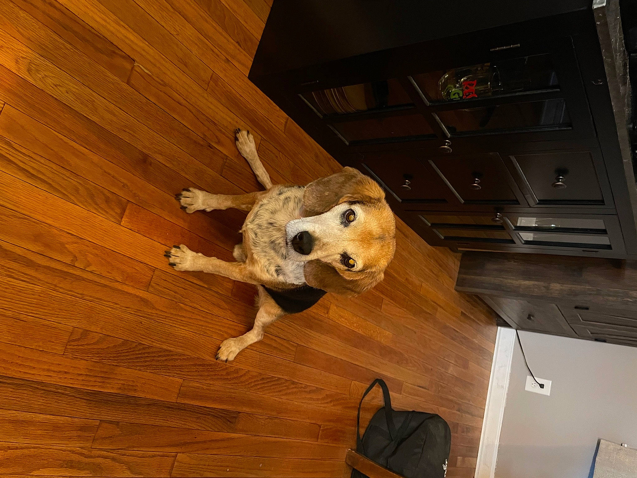 Hank is registered to the contest to win money with this photo: backpack, carnivore, companion_dog, dog_breed, door, fawn, floor, flooring, hardwood, laminate_flooring, plank, plywood, snout, tail, toy, varnish, window, wood, wood_flooring, wood_stain