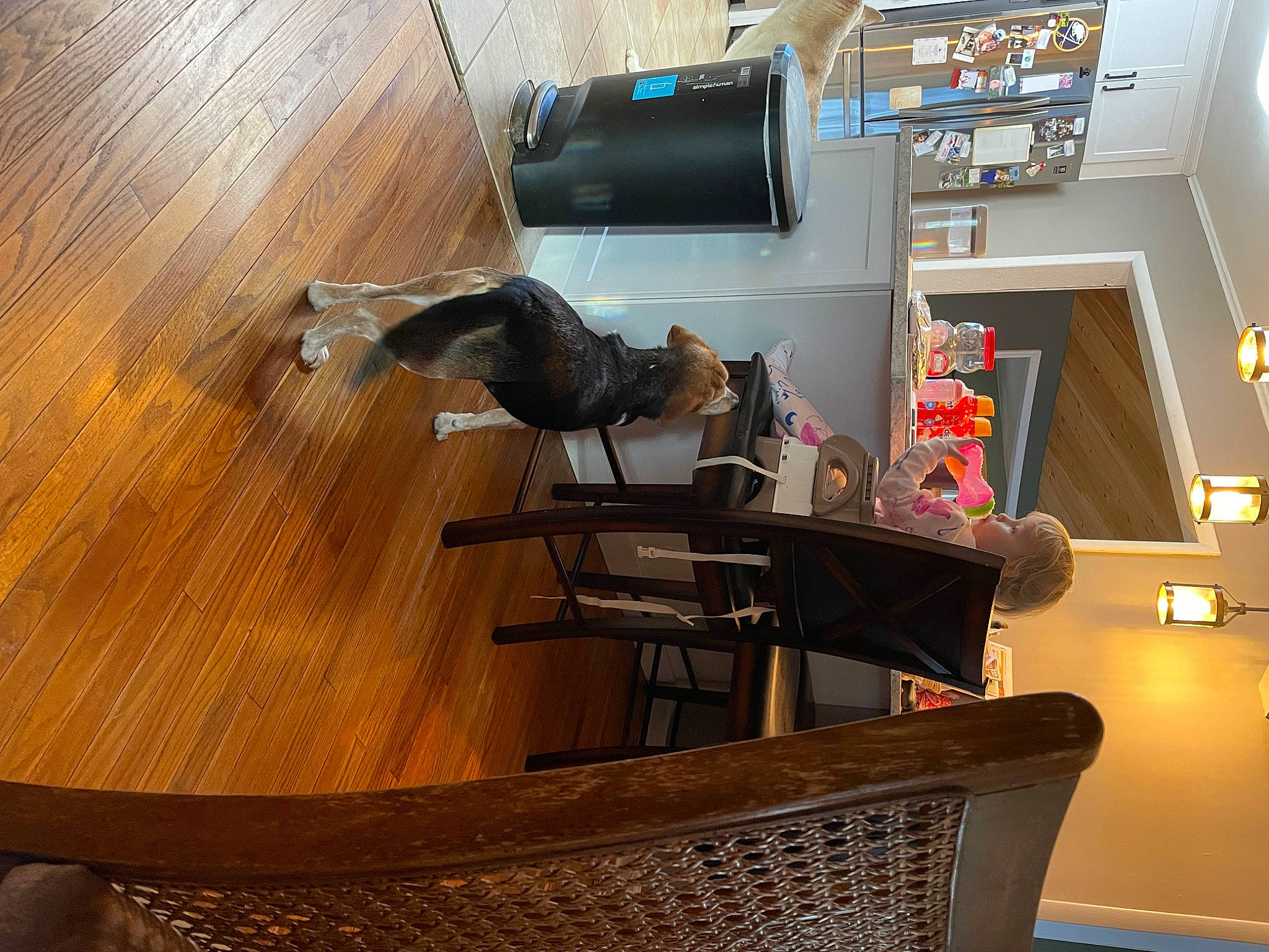 Hank joined the competition — help win amazing prizes! bookcase, building, chair, floor, flooring, hardwood, house, interior_design, laminate_flooring, living_room, plywood, property, shelf, shelving, stairs, table, varnish, wood, wood_flooring, wood_stain