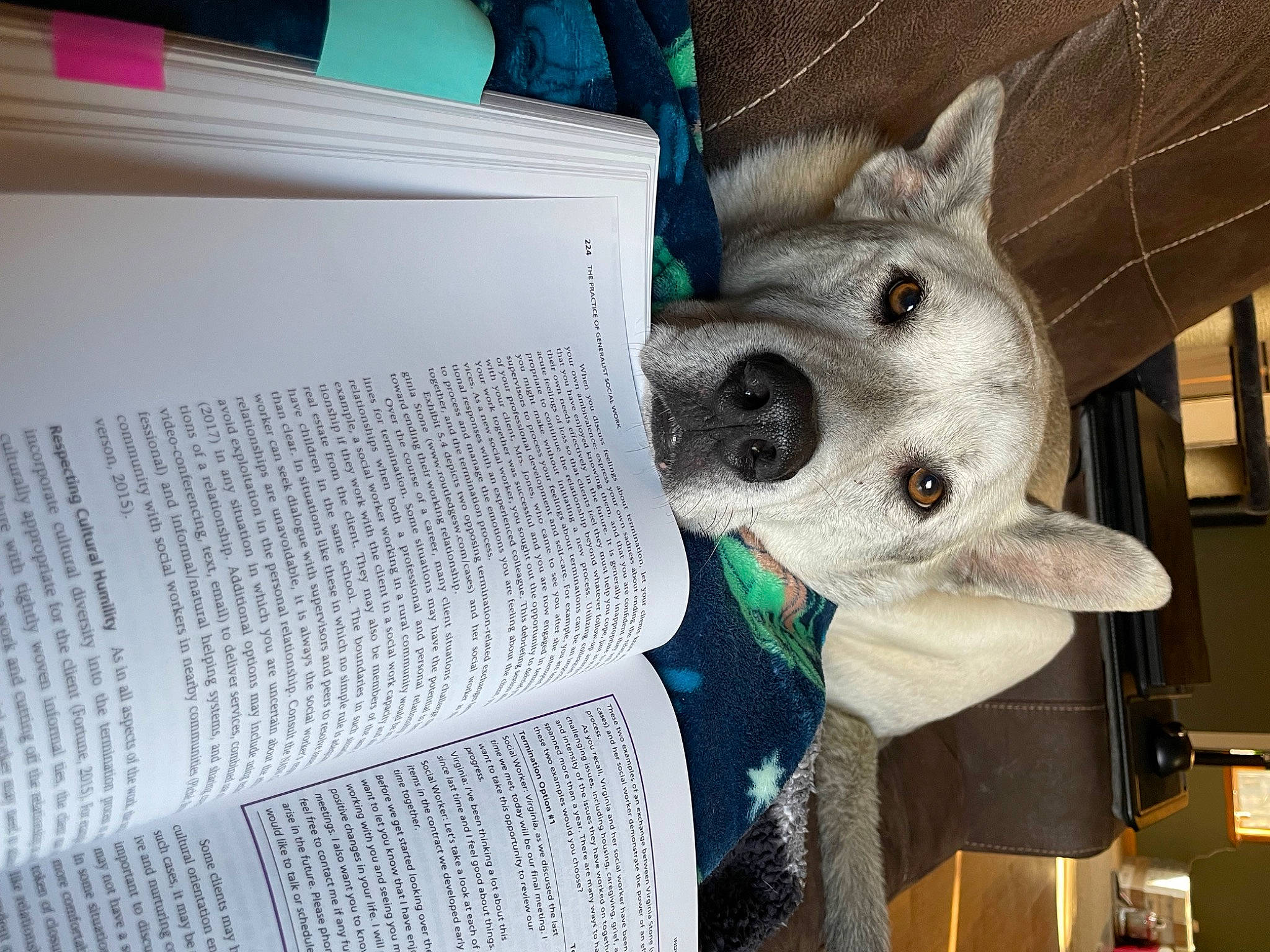 Odin is registered to the contest to win money with this photo: canidae, carnivore, collar, comfort, companion_dog, dog, dog_breed, dog_collar, dog_supply, felidae, fur, linens, pattern, paw, selfie, snout, sporting_group, stuffed_toy, whiskers, working_animal