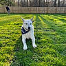 animal, bandana, daylight, dog, fence, golf, grass, leisure, man, nature, outdoor, pet, playing, relaxing, shadows, smiling, sunlight, swing, trees, yard