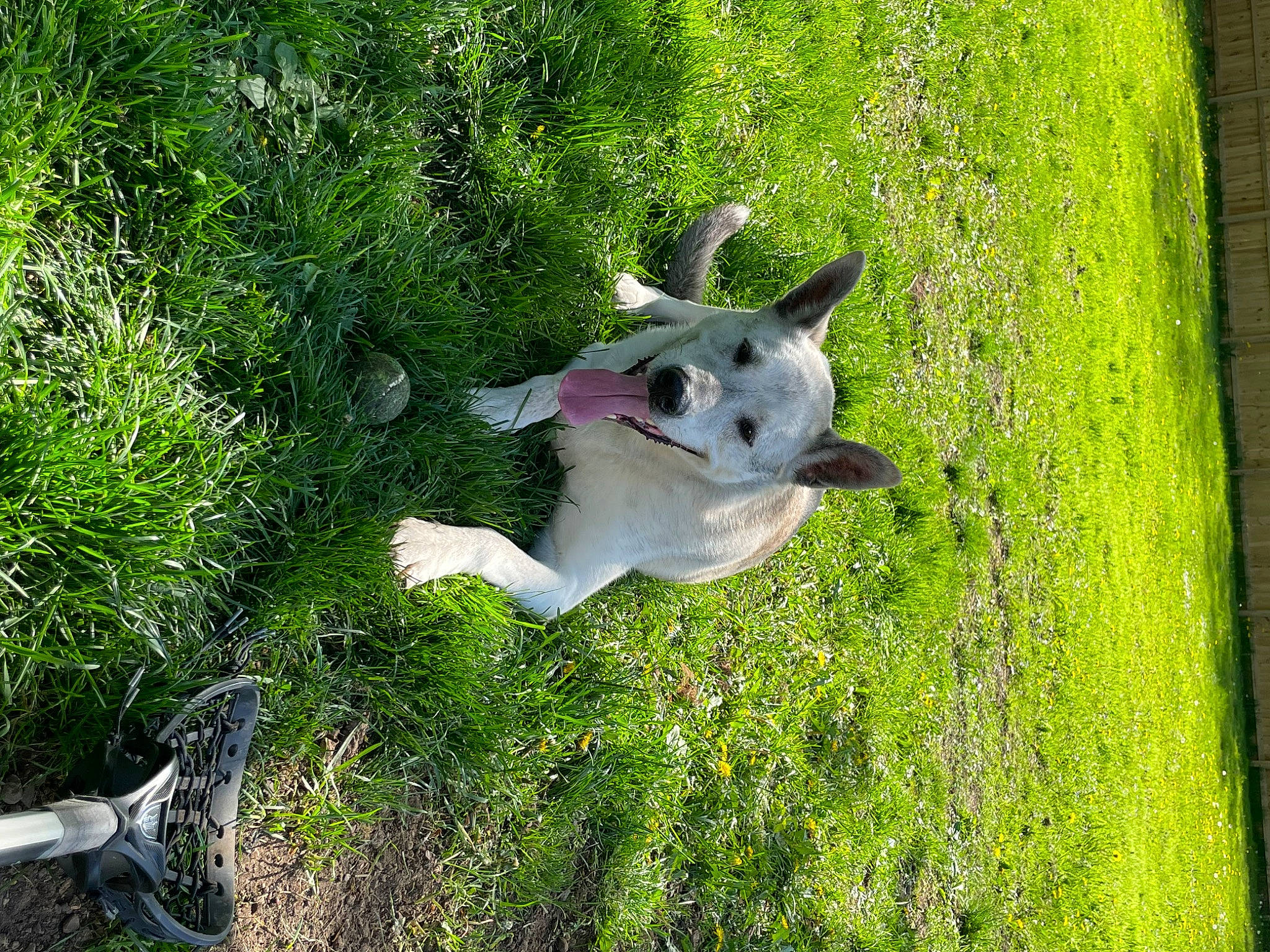 Odin joined the competition — help win amazing prizes! canidae, carnivore, companion_dog, dog, dog_breed, fawn, grass, grass_family, grassland, groundcover, landscape, natural_landscape, pasture, plant, shrub, sporting_group, tail, tree, trunk, working_animal