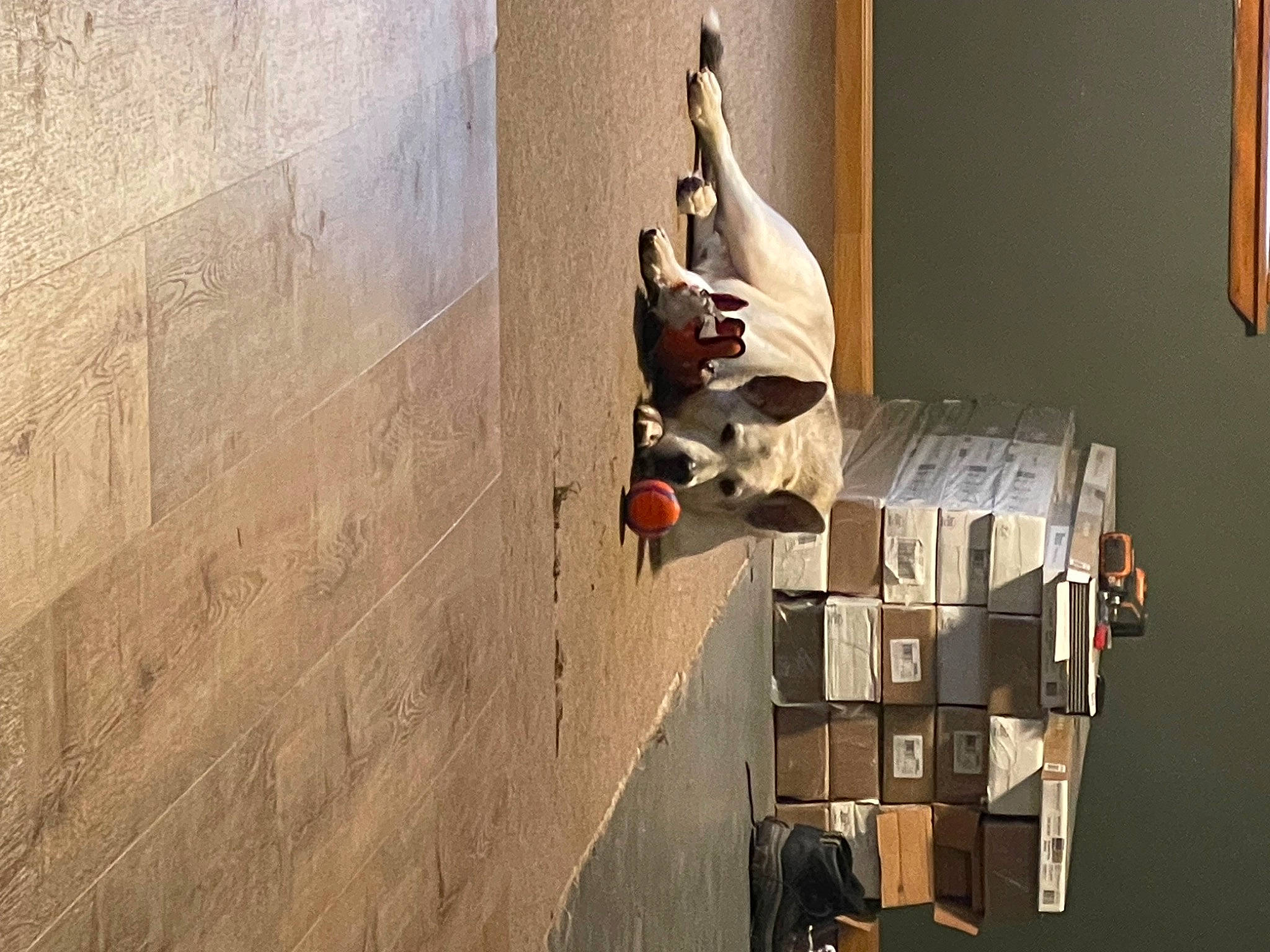 Odin joined the competition — help win amazing prizes! art, bookcase, concrete, elbow, flooring, font, hardwood, plaster, room, shadow, shelf, shelving, space, stairs, visual_arts, window, wood