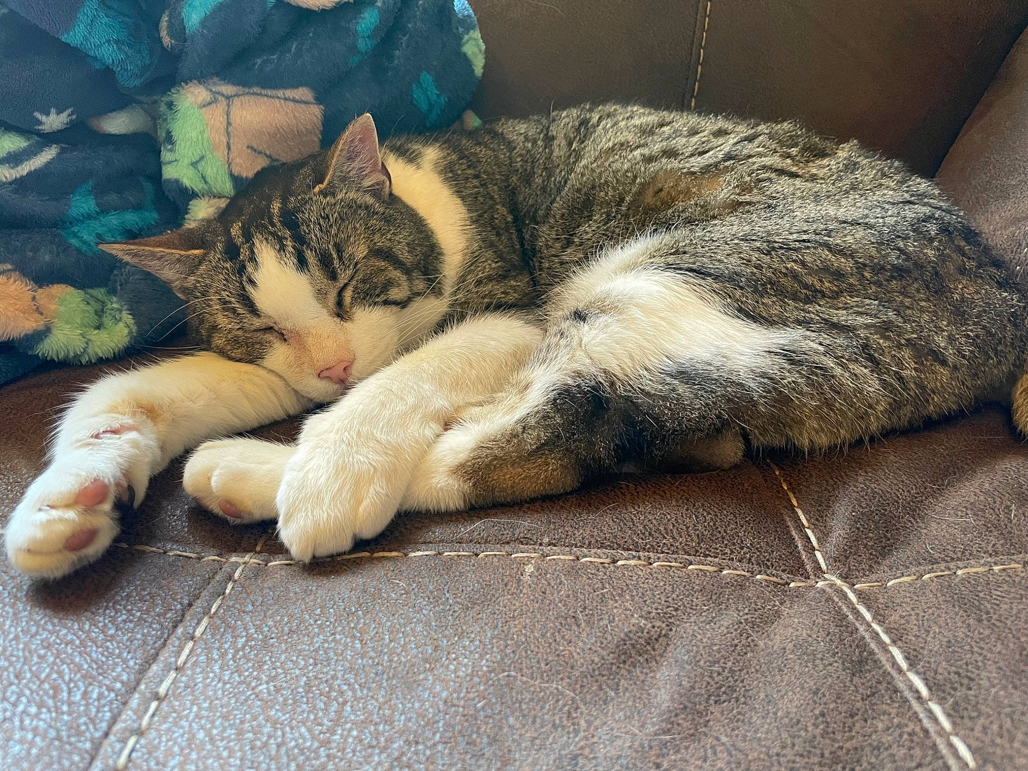Buddy