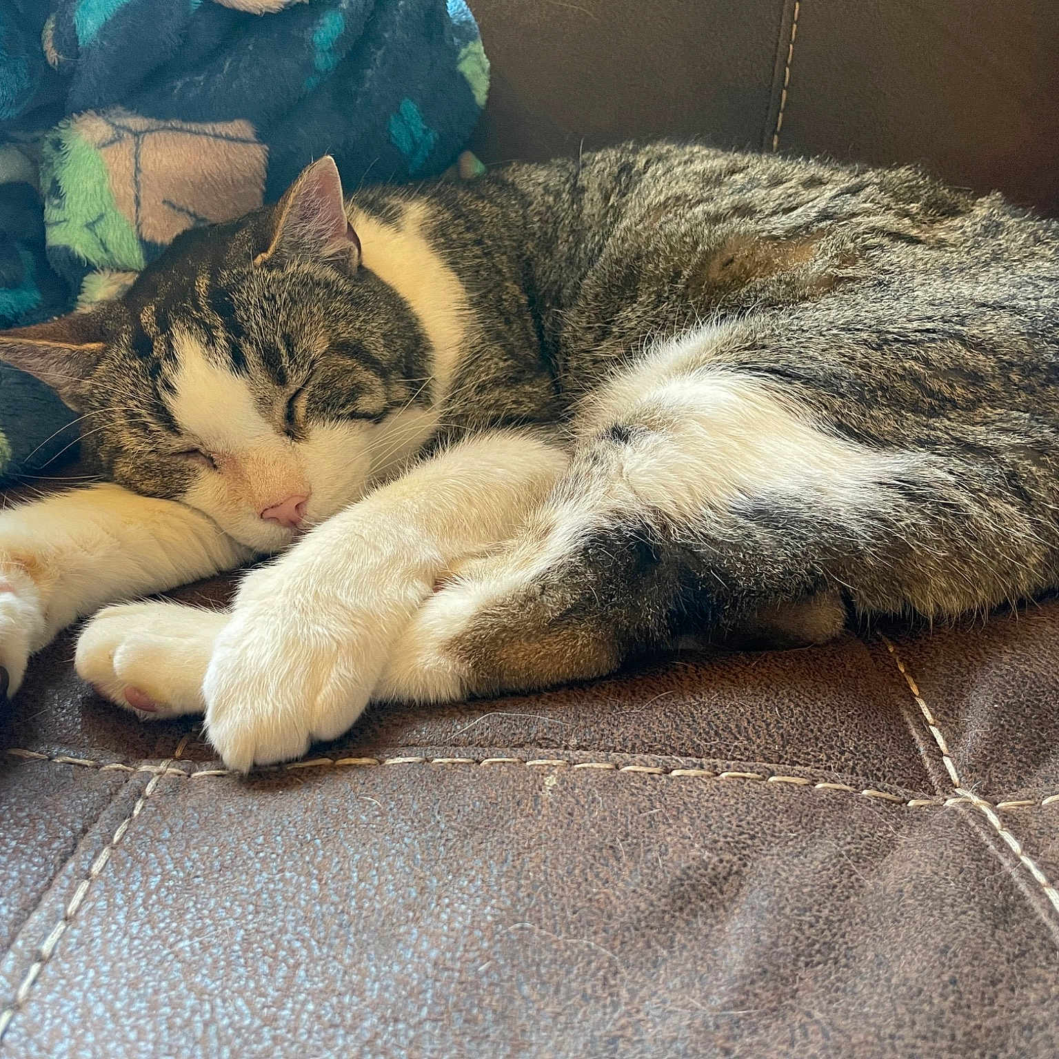 Buddy