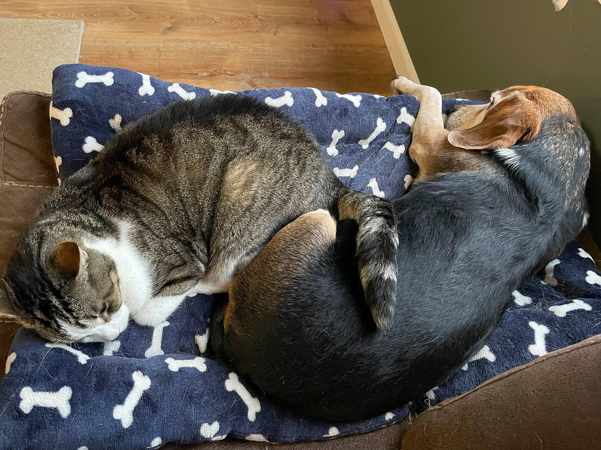 Buddy joined the competition — help win amazing prizes! canidae, carnivore, cat, cat_bed, claw, comfort, domestic_short_haired_cat, felidae, fur, grey, mammal, nap, paw, sleep, small_to_medium_sized_cats, snout, tail, terrestrial_animal, whiskers