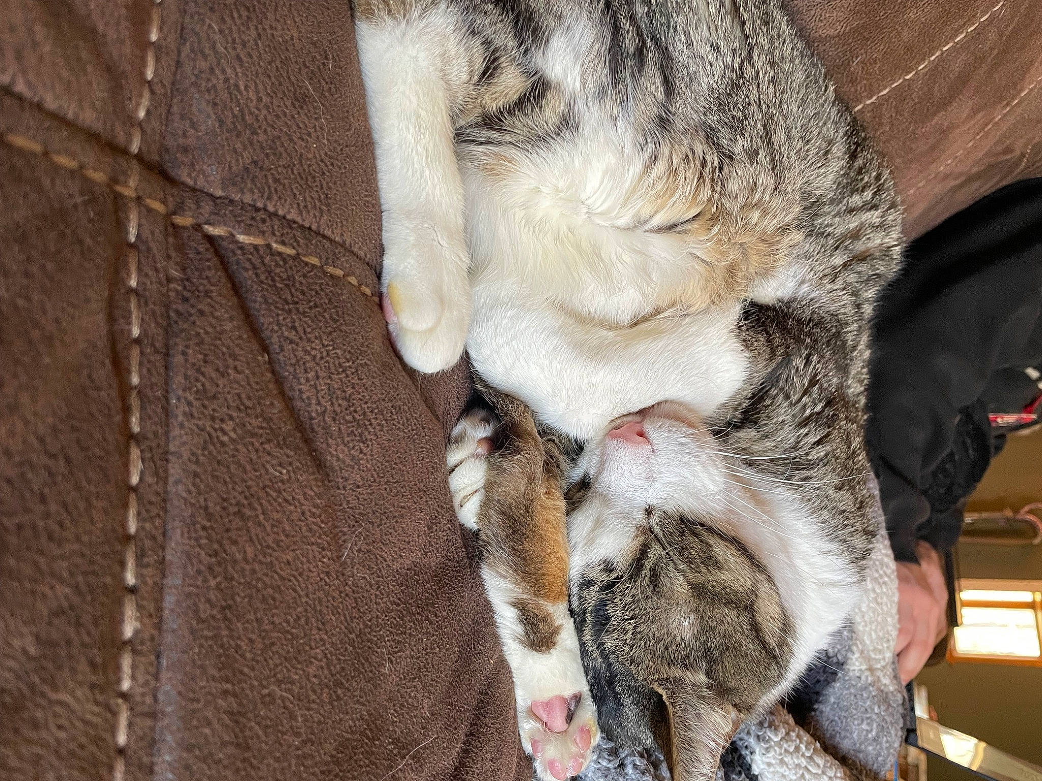 Buddy joined the competition — help win amazing prizes! animal_shelter, canidae, carnivore, cat, claw, collar, dog_breed, fawn, felidae, fur, livestock, natural_material, pet_supply, small_to_medium_sized_cats, snout, sporting_group, tail, terrestrial_animal, whiskers, working_animal