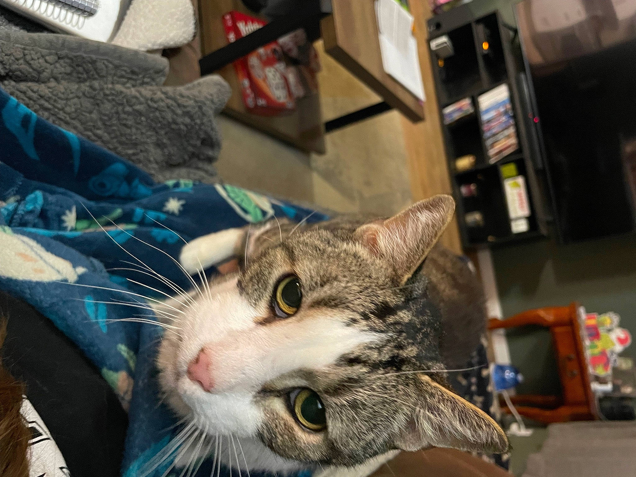 Buddy is registered to the contest to win money with this photo: carnivore, cat, claw, domestic_short_haired_cat, ear, felidae, fur, refrigerator, shelf, small_to_medium_sized_cats, snout, whiskers
