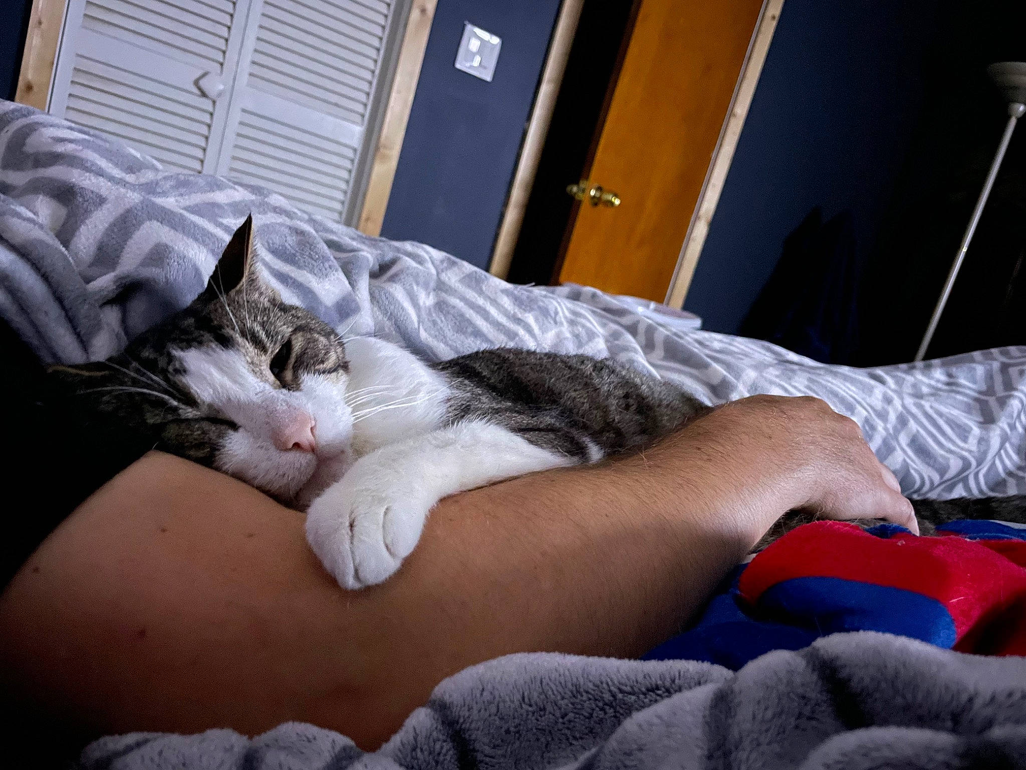 Buddy is registered to the contest to win money with this photo: bed, bed_sheet, bedding, carnivore, cat, comfort, couch, door, felidae, foot, fur, human_leg, knee, leg, linens, small_to_medium_sized_cats, textile, thigh, vertebrate, whiskers