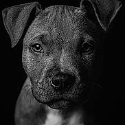 Appollo participe au concours pour gagner de l'argent avec cette photo : puppy, dog, black_and_white, portrait, close_up, animal, pet, fur, face, eyes, texture, droplets, studio_lighting, dark_background, cute, young, mammal, expression, whiskers, ears
