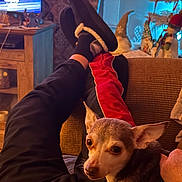 Babygirl joined the competition — help win amazing prizes! dog, small_dog, chihuahua, pet, person, legs, slippers, socks, pants, couch, living_room, christmas_tree, holiday_decorations, figurines, warm_lighting, relaxing, indoor, cozy, festive, home