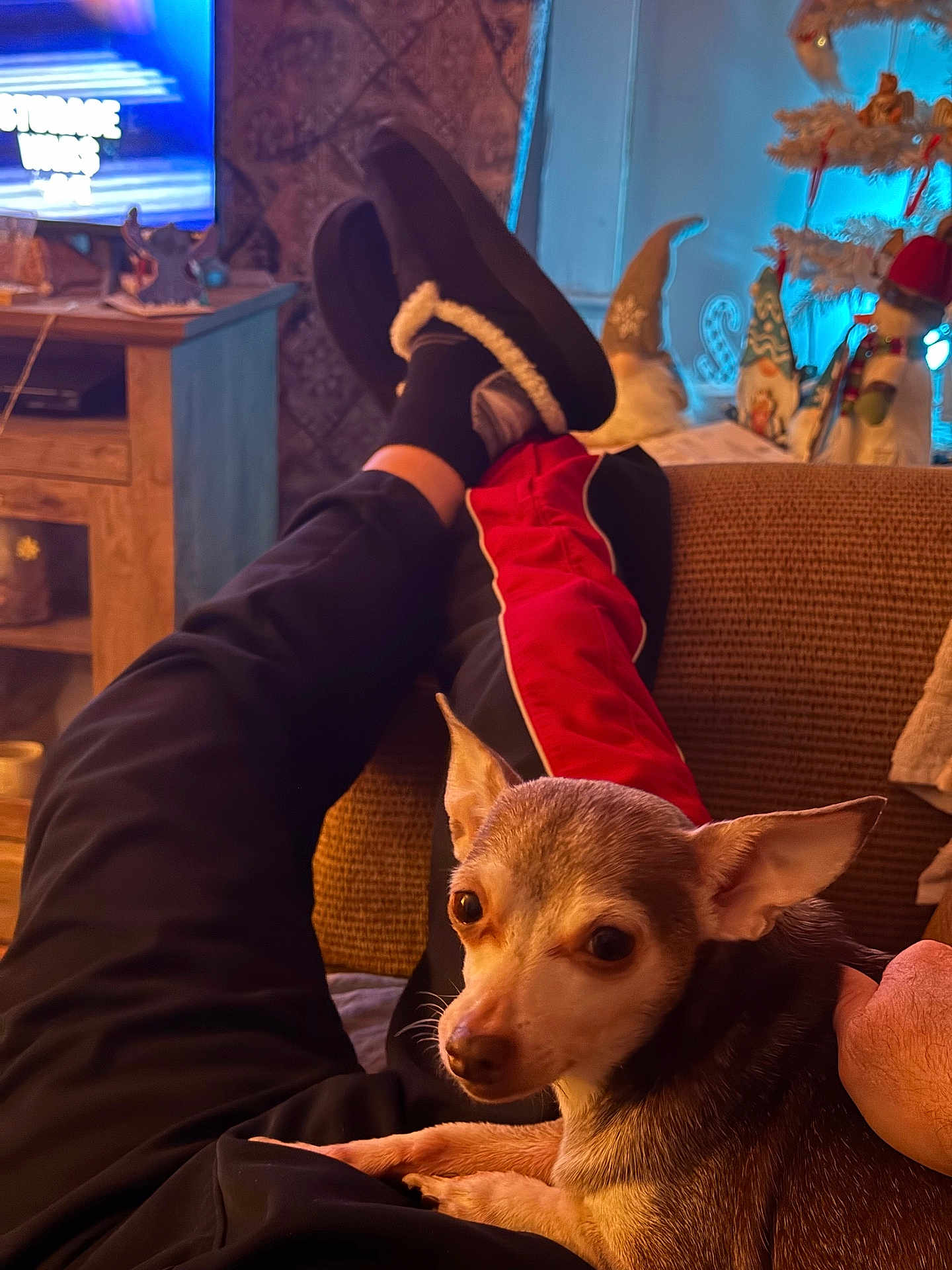 Babygirl joined the competition — help win amazing prizes! dog, small_dog, chihuahua, pet, person, legs, slippers, socks, pants, couch, living_room, christmas_tree, holiday_decorations, figurines, warm_lighting, relaxing, indoor, cozy, festive, home