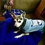 Babygirl is registered to the contest to win money with this photo: blanket, blue_blanket, blue_sweater, chihuahua, companion, couch, cozy, dog, domestic, ears, furniture, indoor, knitwear, living_room, looking_up, paws, pet, portrait, small_dog, sweater