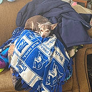 Babygirl joined the competition — help win amazing prizes! blanket, blue_blanket, chihuahua, couch, cozy, dog, fabric, home_interior, living_room, logo, pet, pillow, plush, resting, sleepy, sofa, stuffed_toy, tassels, throw, upholstery