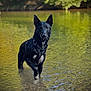 alert, animal, black_dog, canine, daylight, dog, forest, greenery, harness, nature, outdoor, pet, reflection, river, shallow_water, standing, summer, water, wet_fur, wildlife