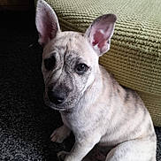 Klaus is registered to the contest to win money with this photo: animal, brindle, carpet, companion, couch, cute, dog, domestic, ears, friendly, fur, home, indoor, looking, mammal, pet, portrait, puppy, sitting, young