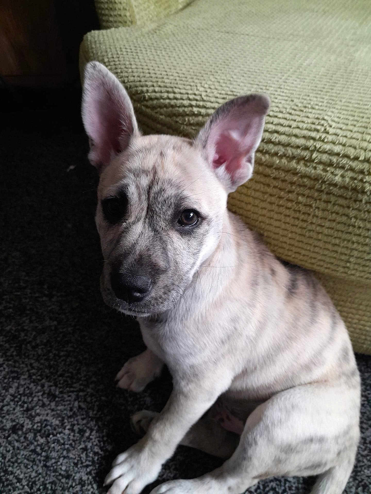 Klaus