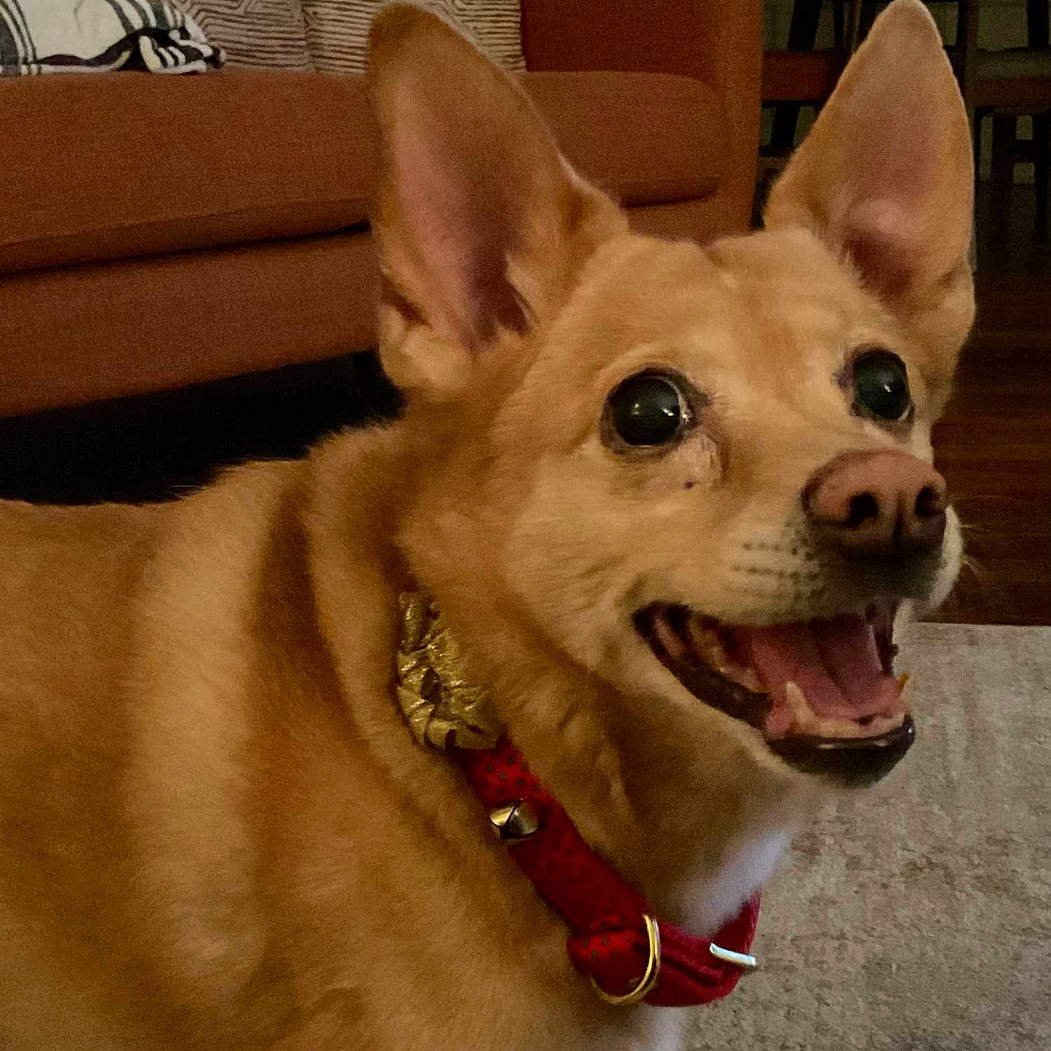 Oakley joined the competition — help win amazing prizes! accessories, animal, architecture, bodypart, building, canine, chihuahua, collar, couch, dog, furniture, husky, indoors, interiordesign, mouth, person, pet, puppy, teeth, whitedog