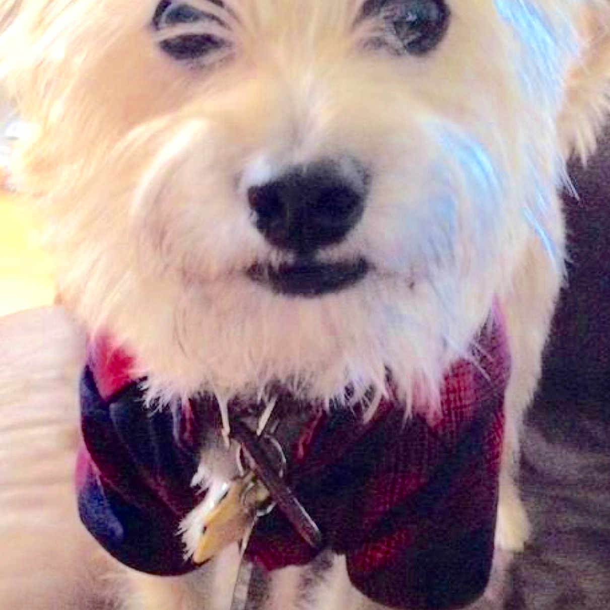 Dio is registered to the contest to win money with this photo: animal, canine, closeup, collar, companion, cute, dog, domestic_animal, face, fluffy, friendly, fur, household_pet, indoor, pet, plaid_jacket, portrait, standing, white_dog, young_dog