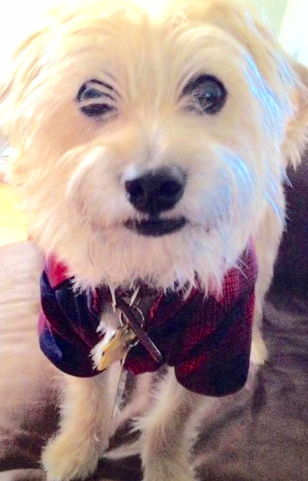 Dio is registered to the contest to win money with this photo: dog, white_dog, fluffy, pet, animal, indoor, plaid_jacket, canine, closeup, fur, collar, standing, cute, face, portrait, domestic_animal, companion, friendly, young_dog, household_pet