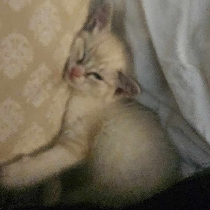 Charlie is registered to the contest to win money with this photo: abyssinian, angora, animal, art, cat, collage, computer, electronics, face, head, kitten, mobilephone, painting, person, pet, phone, rat, rodent, siamese, text