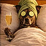 dog, towel, cucumber_slices, bed, blanket, glass, beverage, relaxation, spa, pampering, brown_dog, ears, pillow, indoor, comfort, resting, animal, canine, portrait, funny