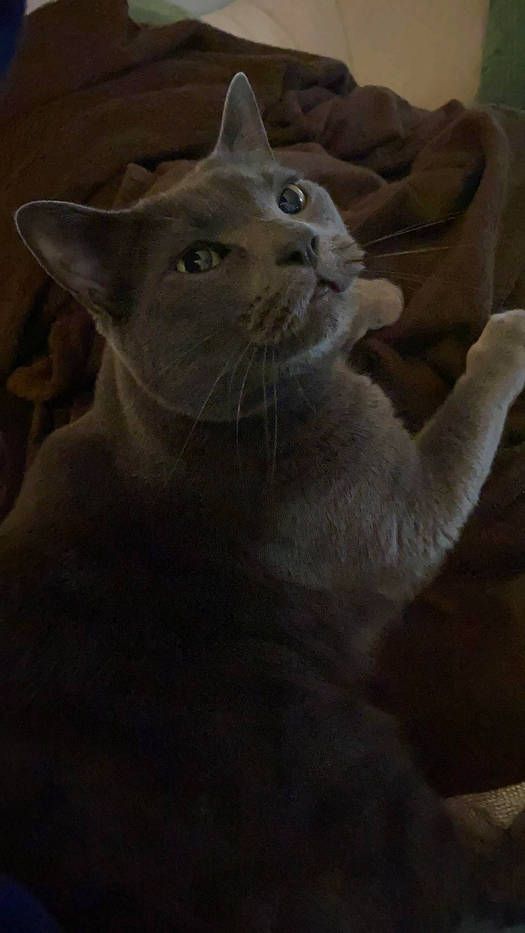 Gray joined the competition — help win amazing prizes! carnivore, cat, comfort, domestic_short_haired_cat, ear, felidae, fur, grey, small_to_medium_sized_cats, snout, terrestrial_animal, whiskers, window