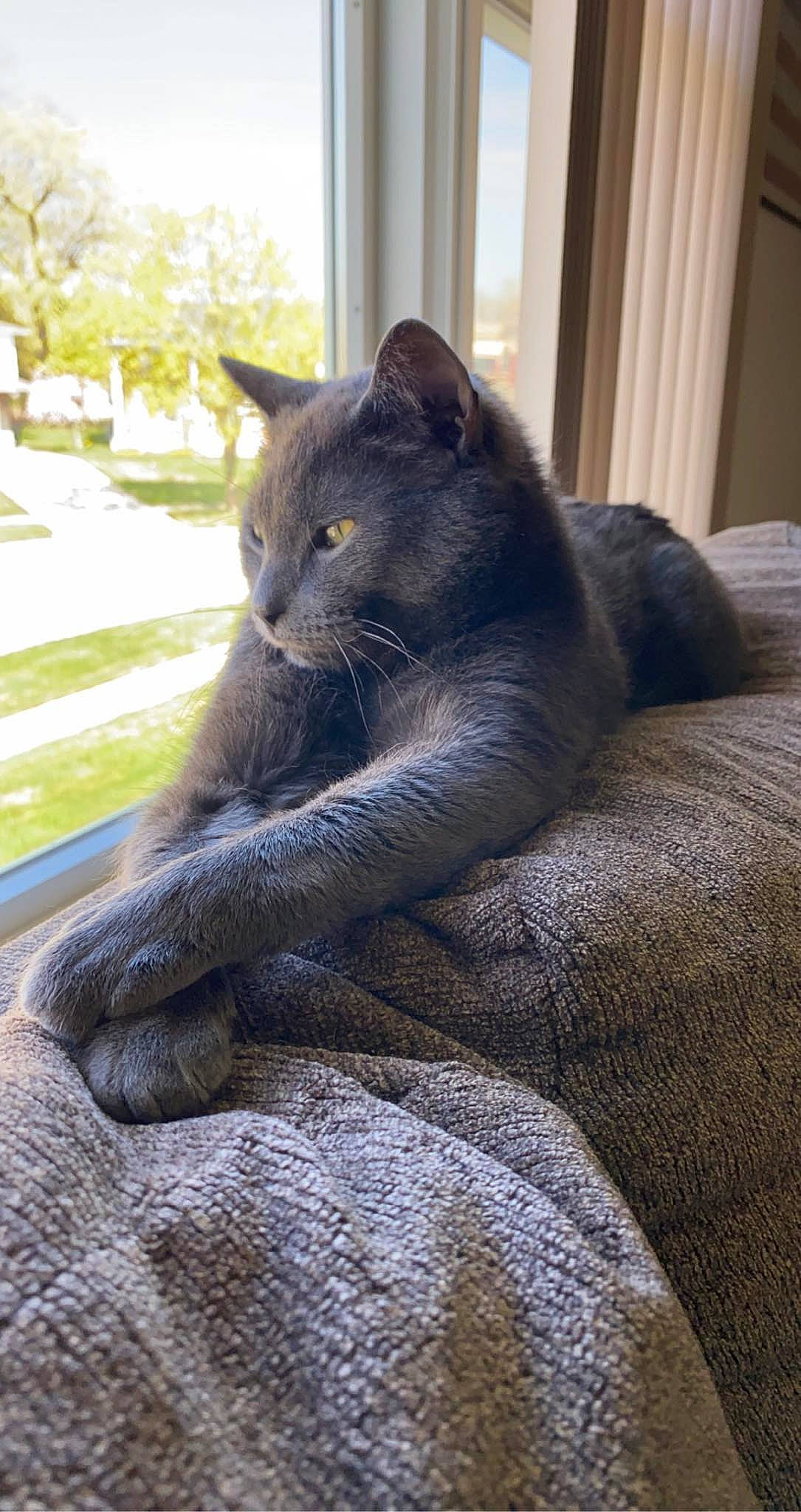 Gray joined the competition — help win amazing prizes! black_cat, carnivore, cat, chartreux, comfort, domestic_short_haired_cat, felidae, fur, grey, paw, plant, russian_blue, sitting, small_to_medium_sized_cats, snout, tail, terrestrial_animal, tree, whiskers, window