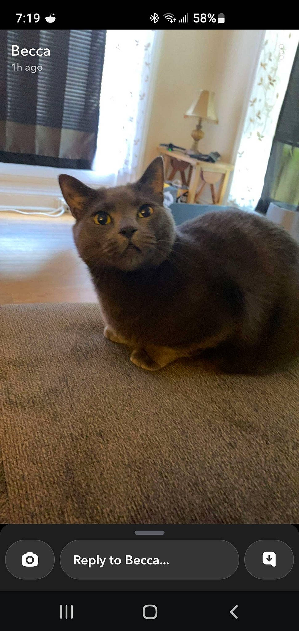 Gray is registered to the contest to win money with this photo: carnivore, cat, domestic_short_haired_cat, fawn, felidae, fur, russian_blue, small_to_medium_sized_cats, snout, tail, terrestrial_animal, whiskers, wood