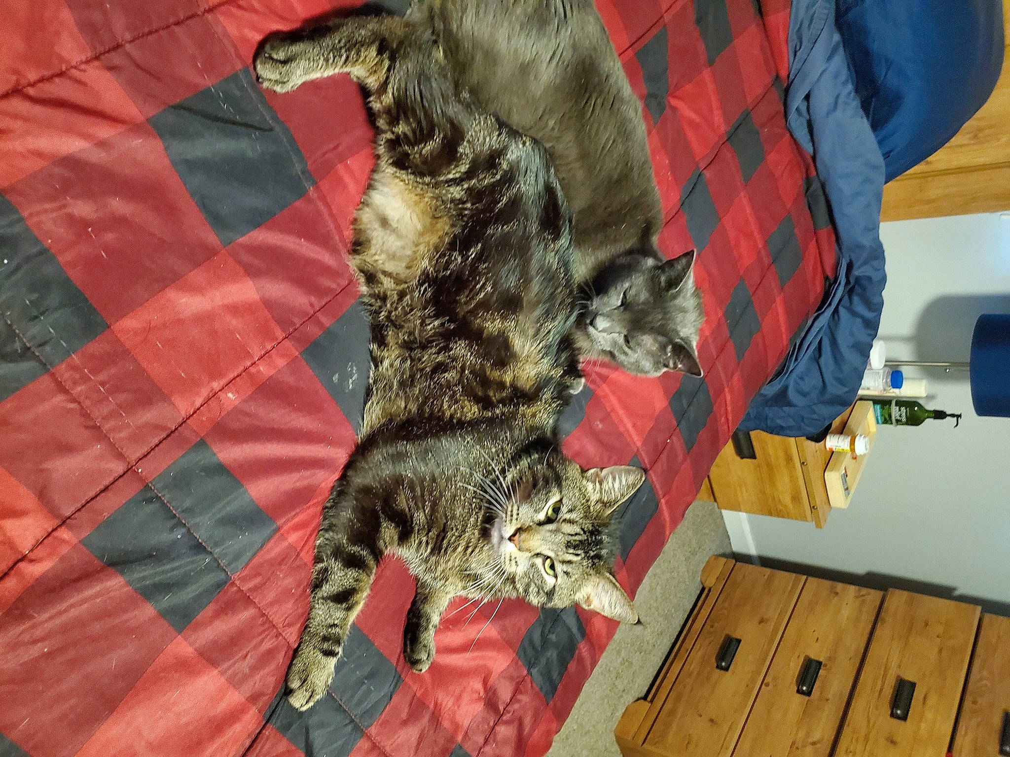 Gray is registered to the contest to win money with this photo: carnivore, cat, claw, comfort, domestic_short_haired_cat, felidae, flooring, fur, linens, pattern, plaid, small_to_medium_sized_cats, snout, tail, tartan, terrestrial_animal, textile, tie, whiskers, wood