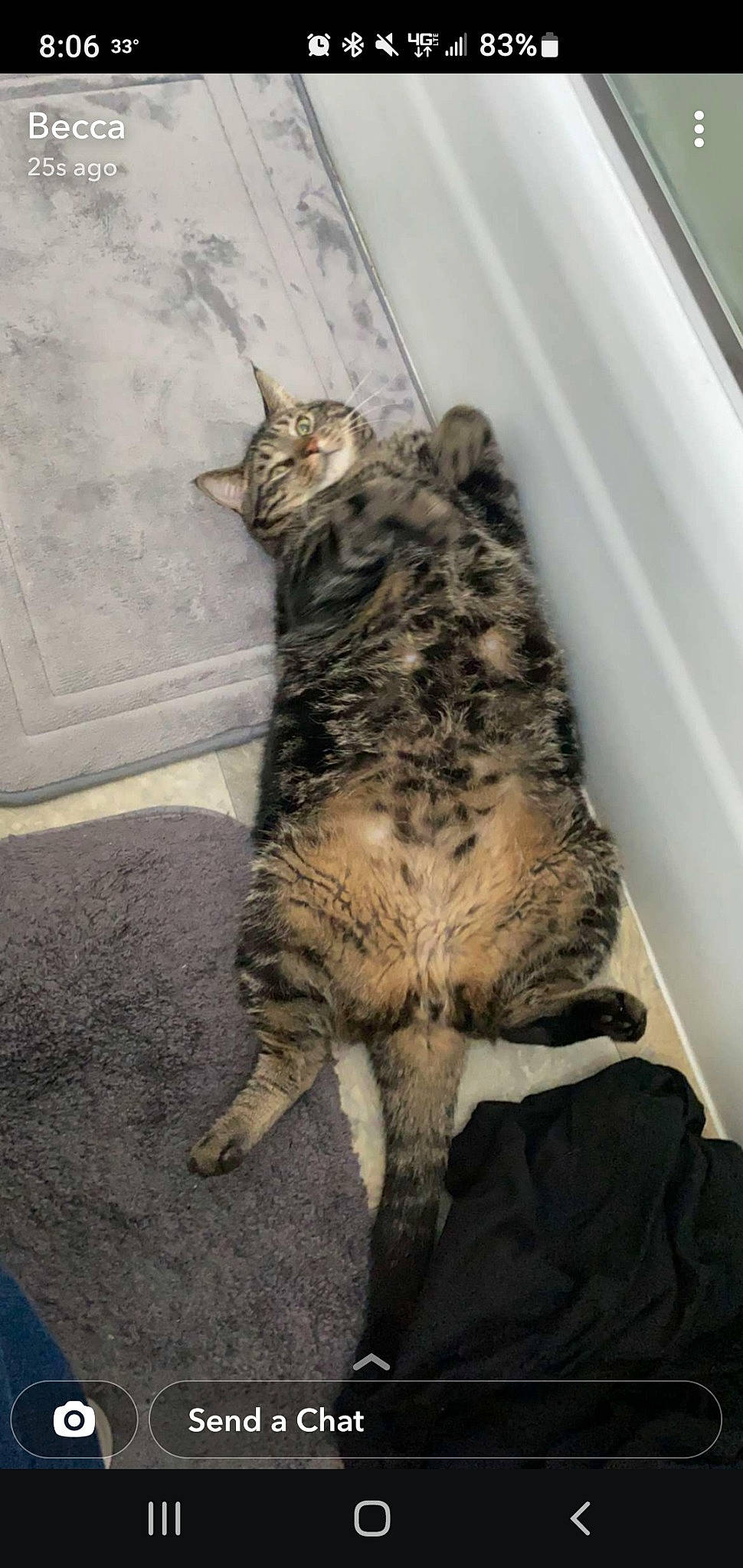 Jack joined the competition — help win amazing prizes! carnivore, cat, claw, domestic_short_haired_cat, felidae, fur, paw, small_to_medium_sized_cats, snout, tail, terrestrial_animal, whiskers