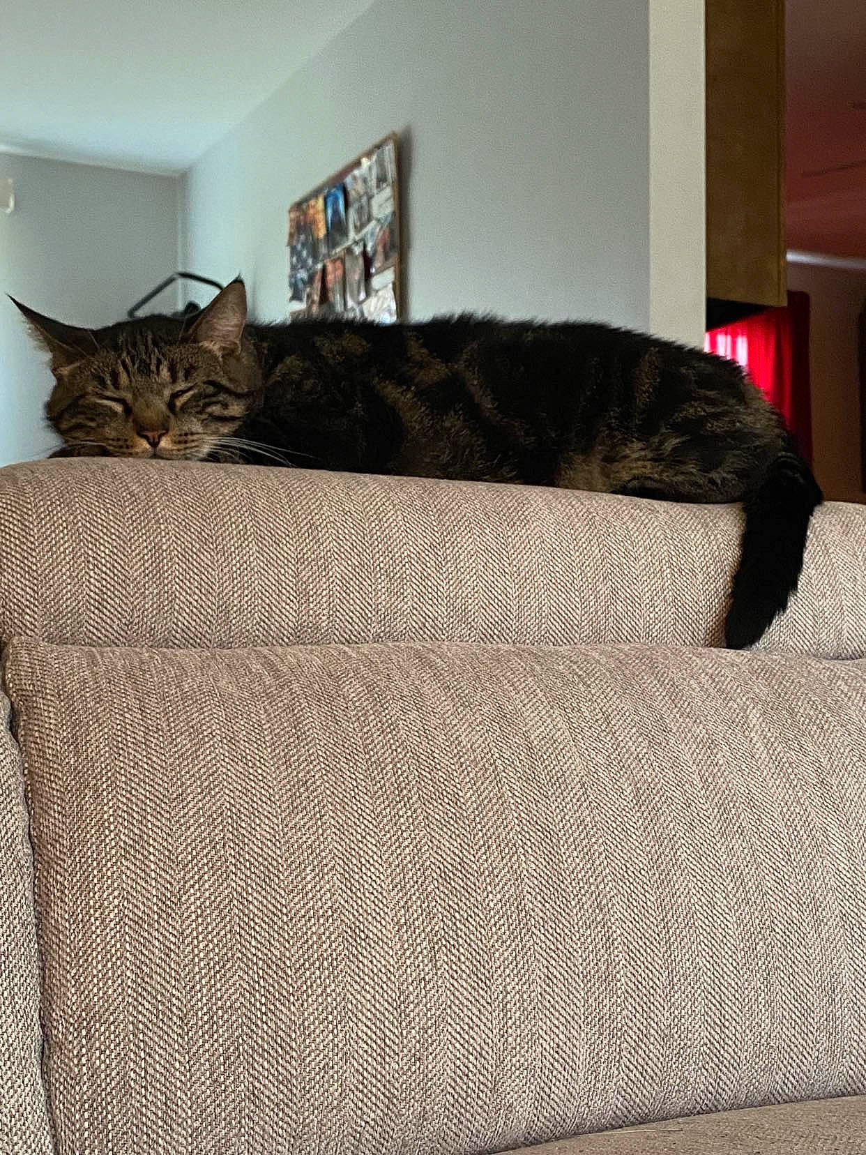 Jack joined the competition — help win amazing prizes! carnivore, cat, cat_bed, cat_supply, comfort, couch, domestic_short_haired_cat, fawn, felidae, flooring, fur, grey, linens, nap, room, small_to_medium_sized_cats, tail, tree, whiskers, wood